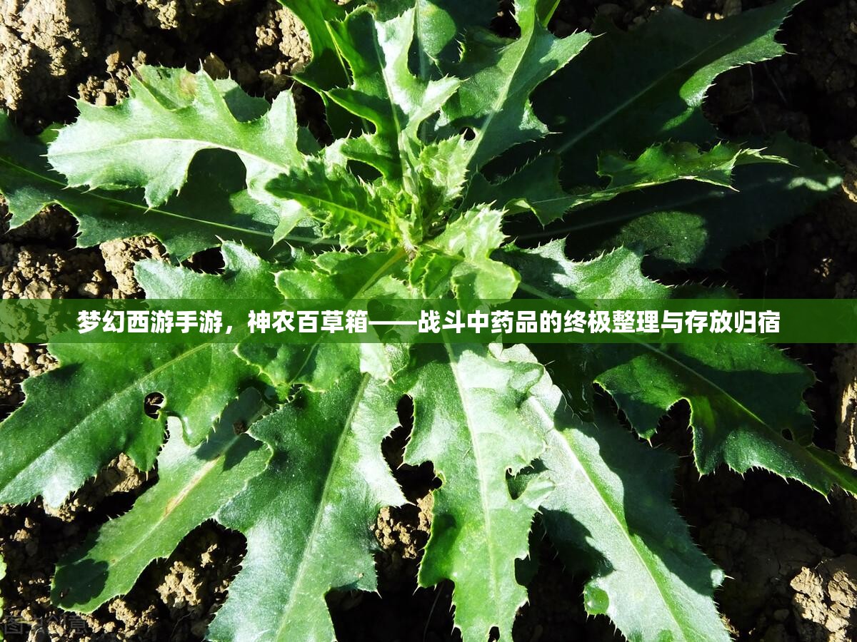 梦幻西游手游，神农百草箱——战斗中药品的终极整理与存放归宿