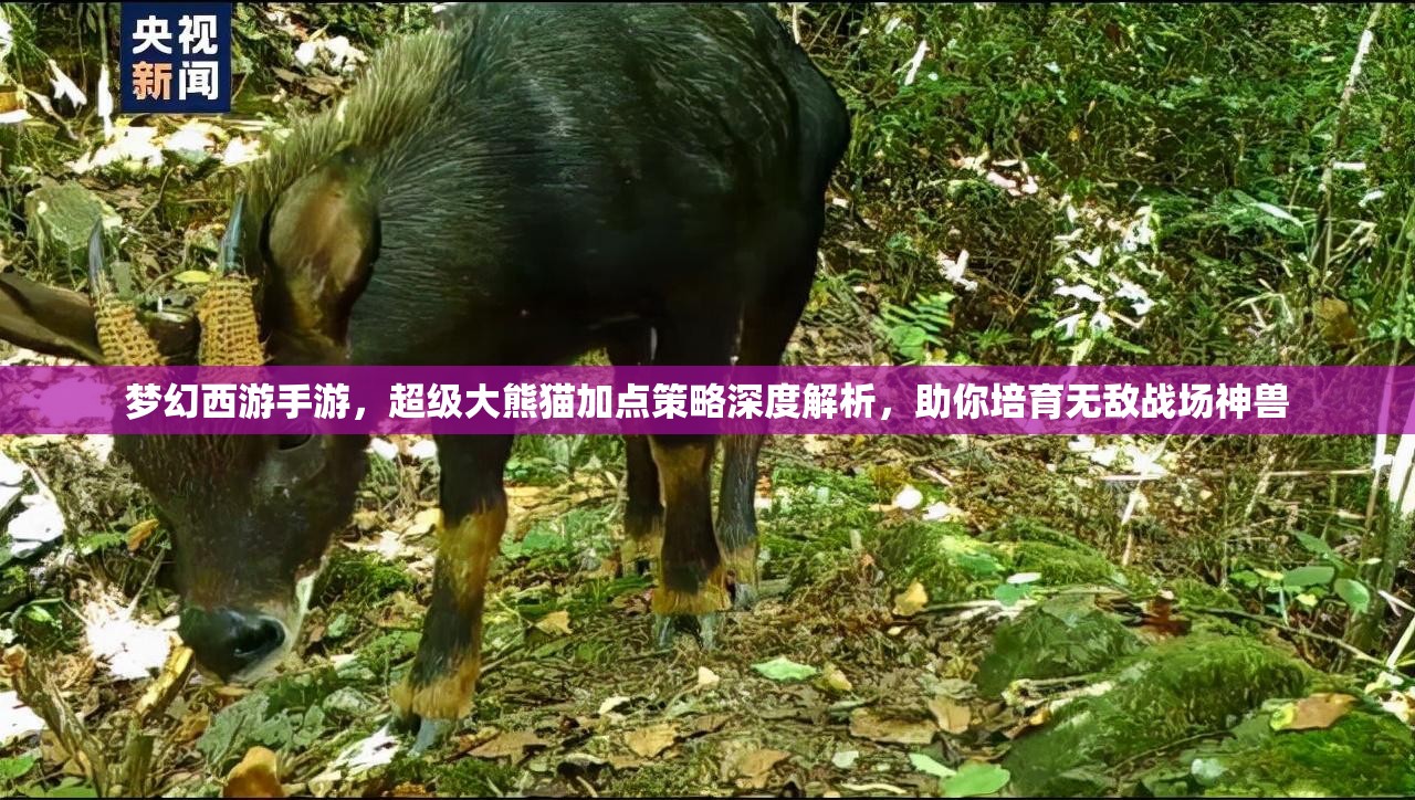 梦幻西游手游，超级大熊猫加点策略深度解析，助你培育无敌战场神兽