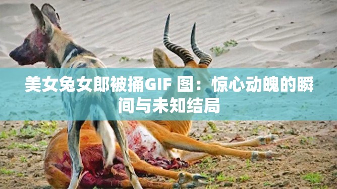 美女兔女郎被捅GIF 图：惊心动魄的瞬间与未知结局