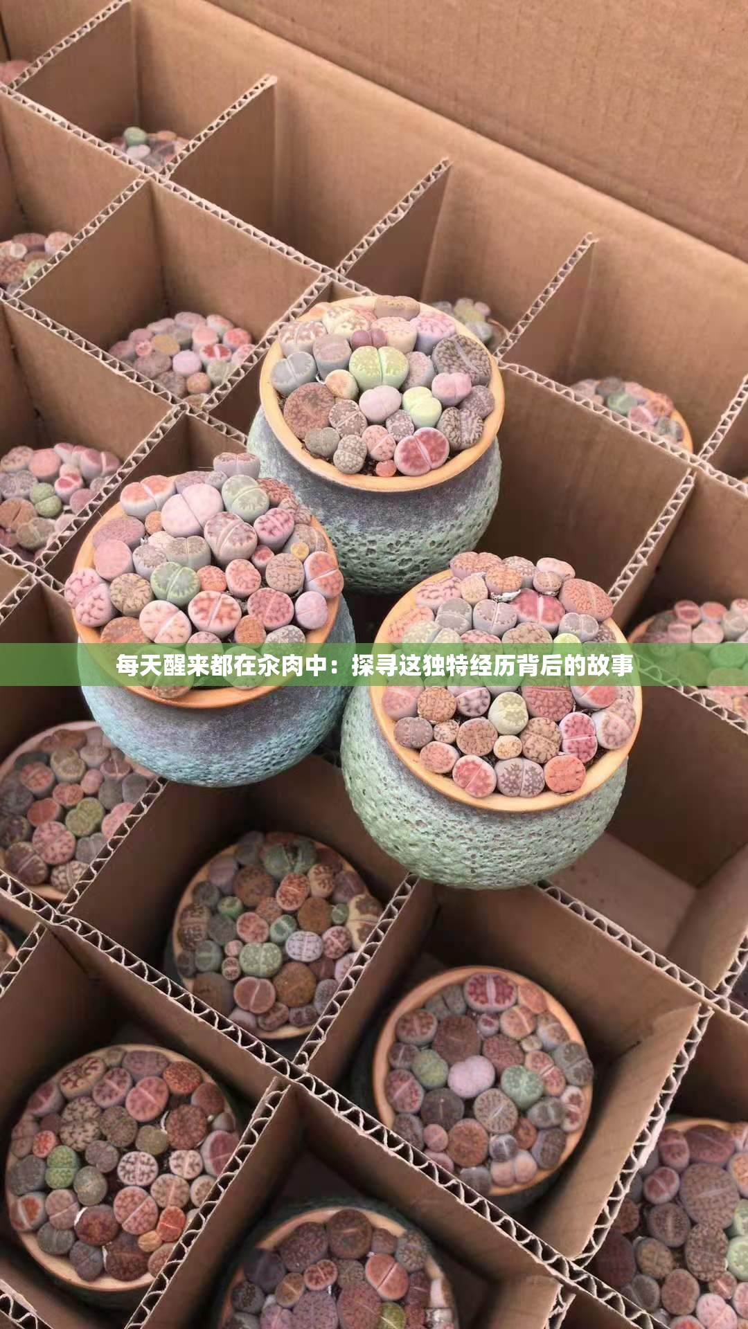 每天醒来都在汆肉中：探寻这独特经历背后的故事