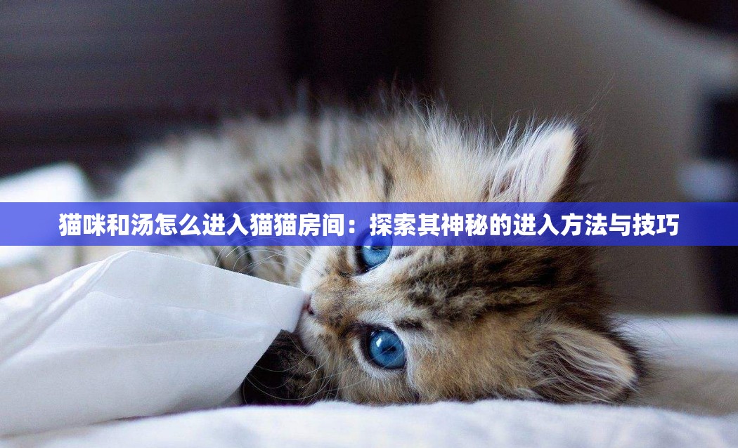 猫咪和汤怎么进入猫猫房间：探索其神秘的进入方法与技巧
