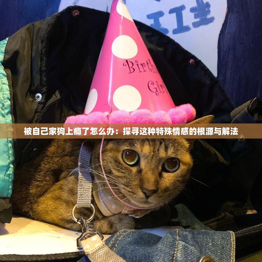被自己家狗上瘾了怎么办：探寻这种特殊情感的根源与解法
