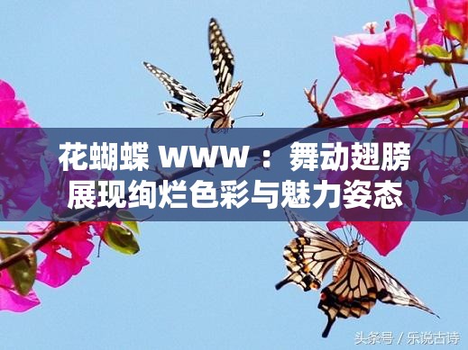 花蝴蝶 WWW ：舞动翅膀展现绚烂色彩与魅力姿态