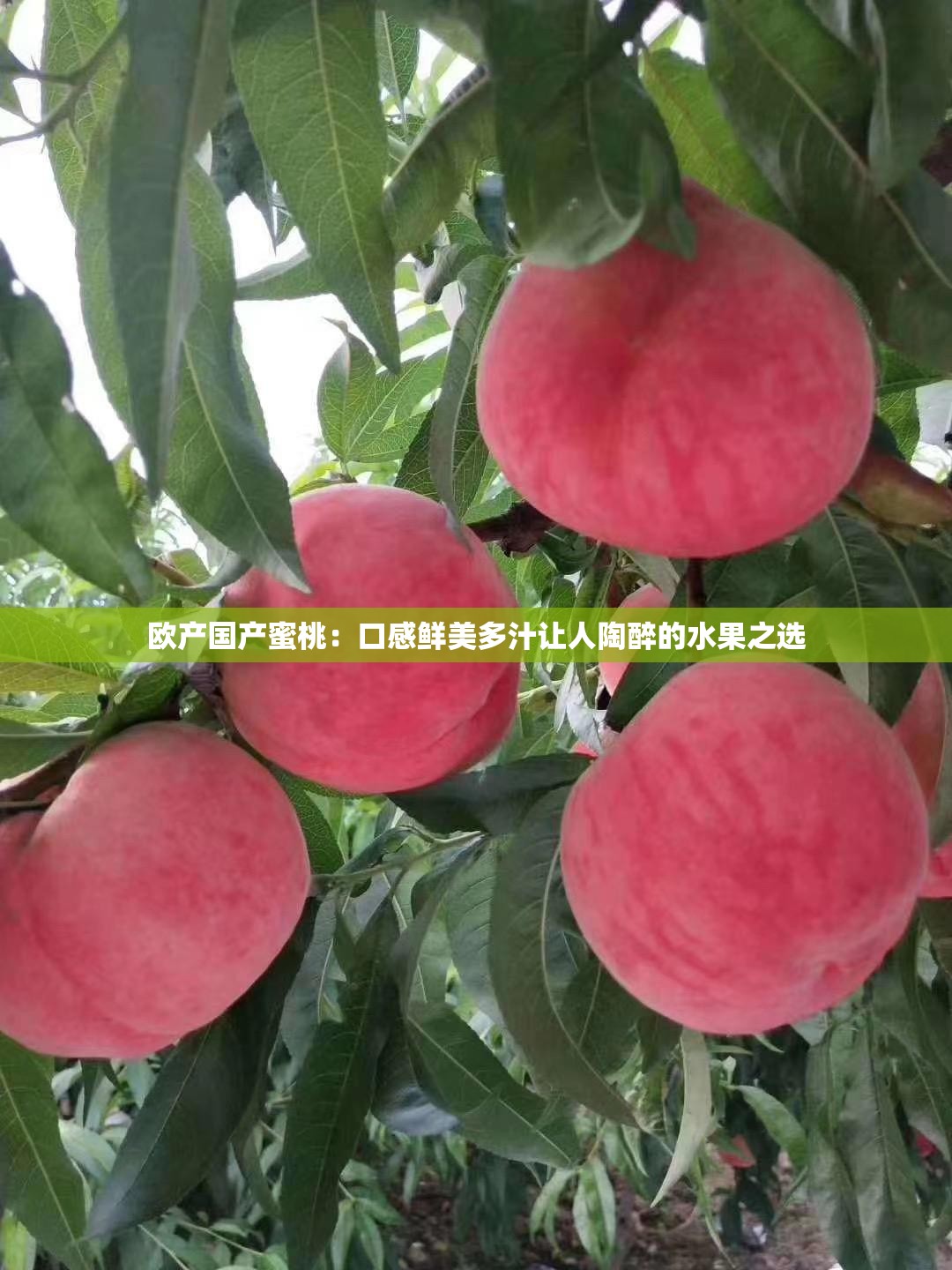 欧产国产蜜桃：口感鲜美多汁让人陶醉的水果之选