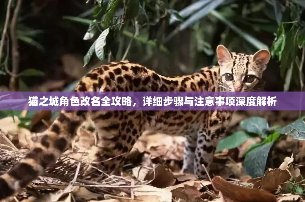 猫之城角色改名全攻略，详细步骤与注意事项深度解析
