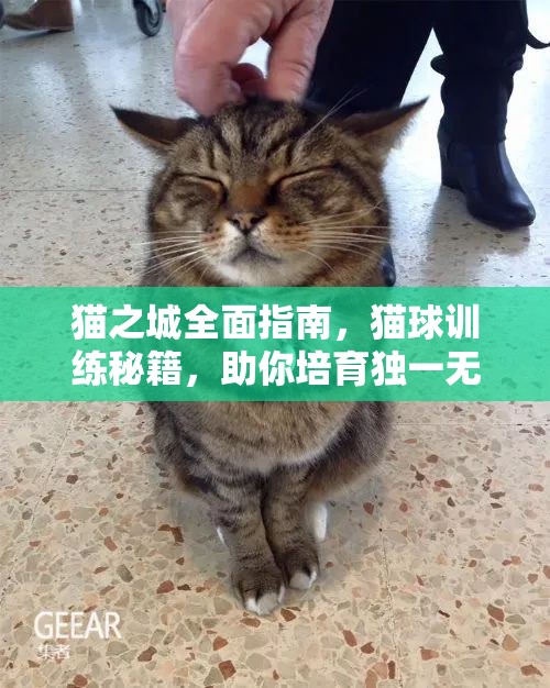 猫之城全面指南，猫球训练秘籍，助你培育独一无二的专属萌宠