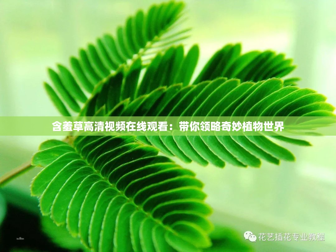 含羞草高清视频在线观看：带你领略奇妙植物世界