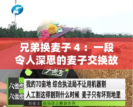 兄弟换麦子 4 ：一段令人深思的麦子交换故事