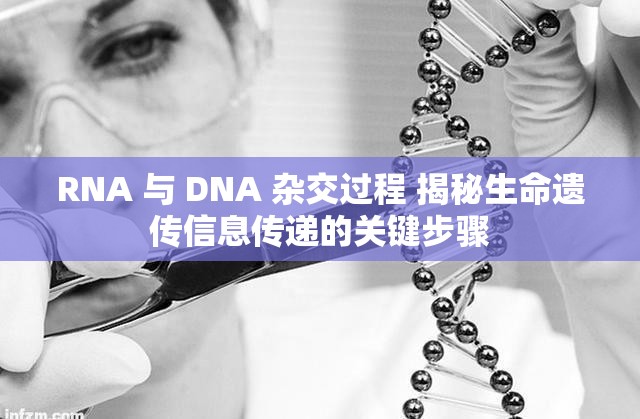 RNA 与 DNA 杂交过程 揭秘生命遗传信息传递的关键步骤