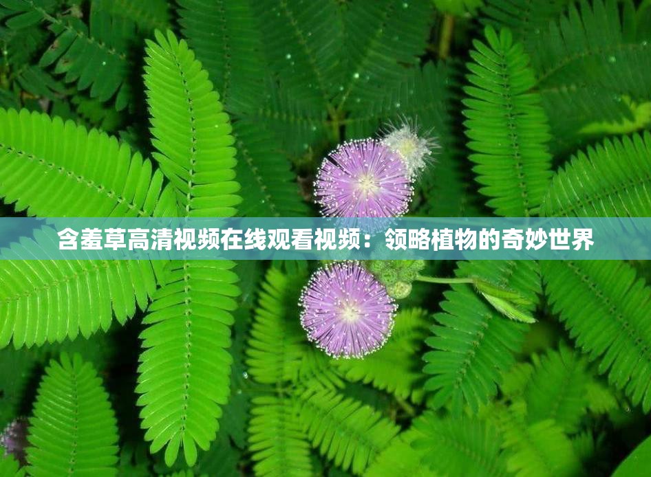 含羞草高清视频在线观看视频：领略植物的奇妙世界