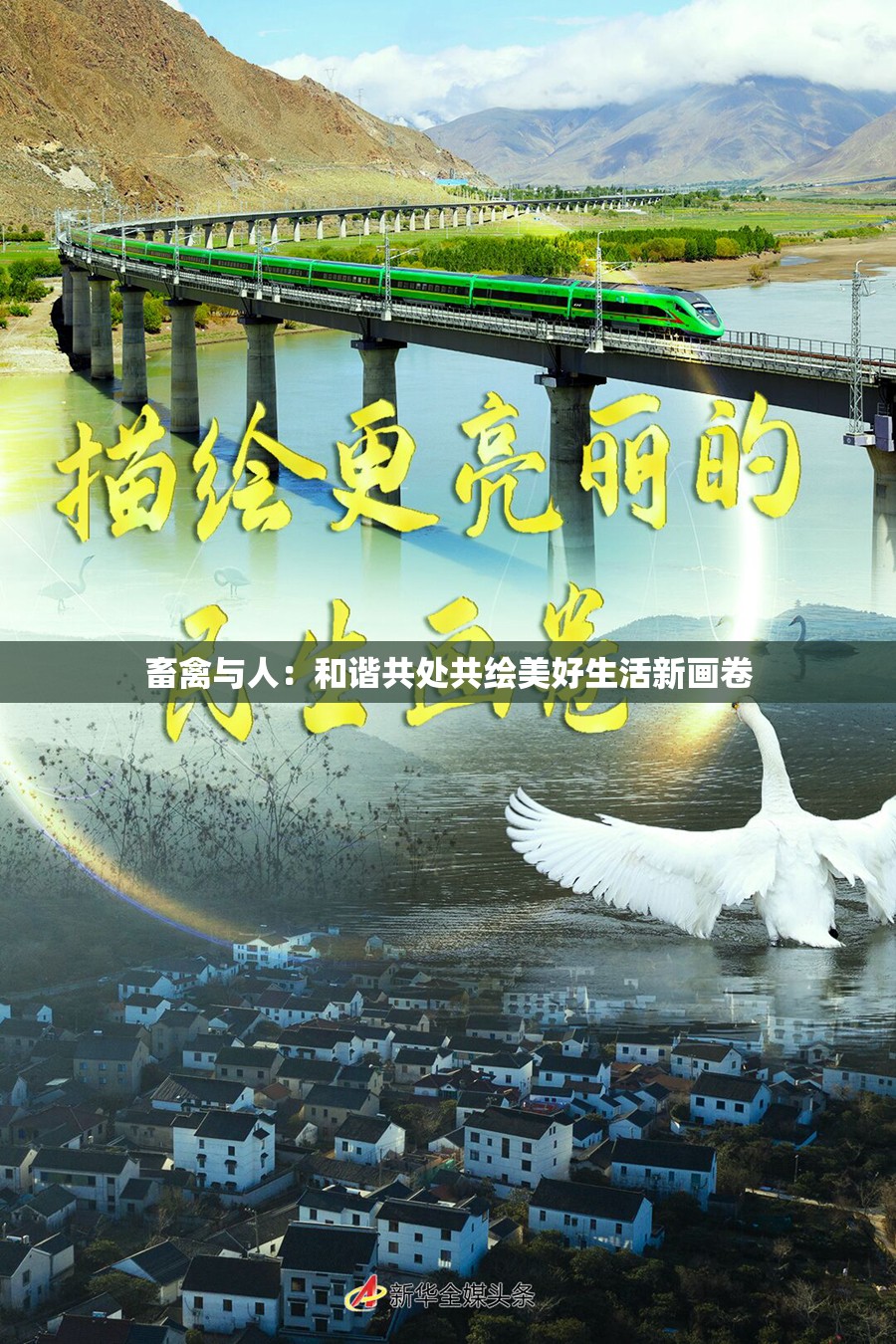 畜禽与人：和谐共处共绘美好生活新画卷