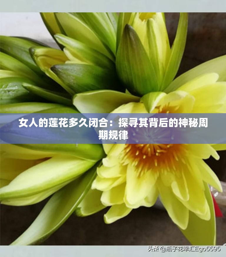 女人的莲花多久闭合：探寻其背后的神秘周期规律