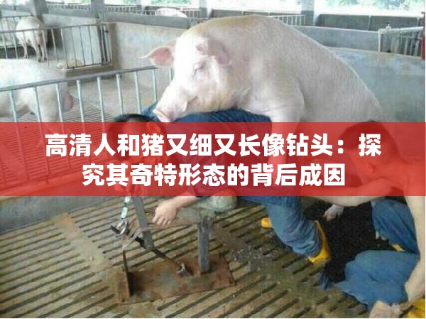 高清人和猪又细又长像钻头：探究其奇特形态的背后成因