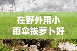 在野外用小雨伞拔萝卜好吗：探讨这种奇特行为的可行性