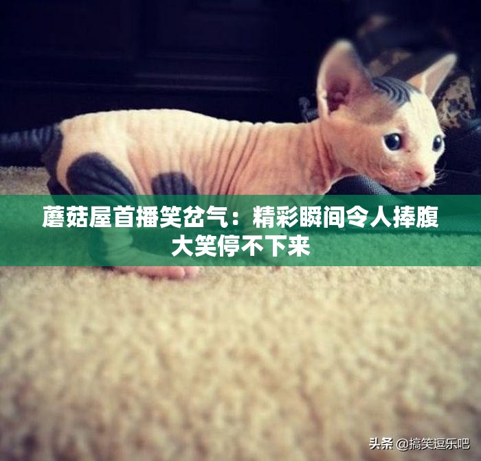 蘑菇屋首播笑岔气：精彩瞬间令人捧腹大笑停不下来