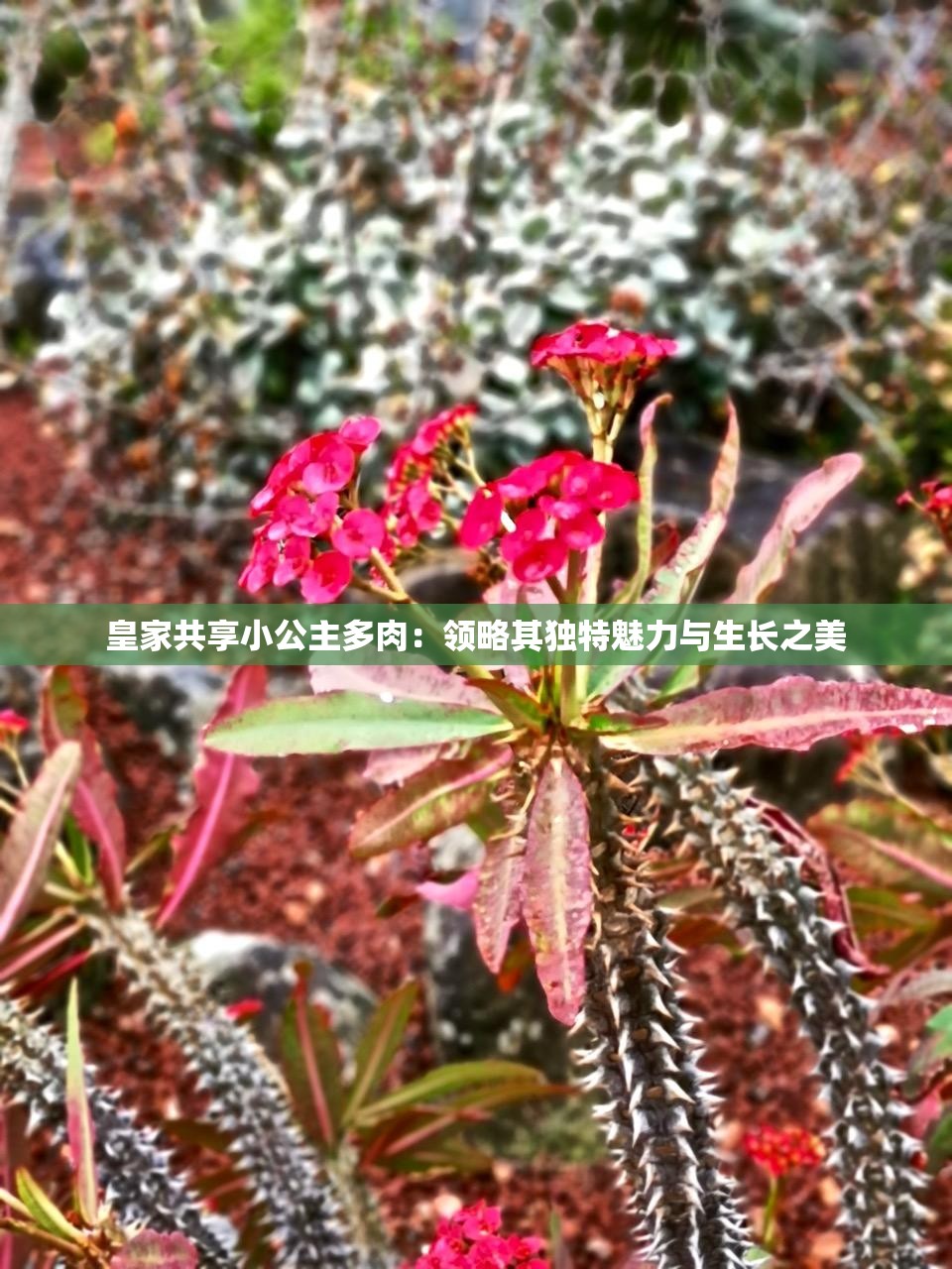 皇家共享小公主多肉：领略其独特魅力与生长之美