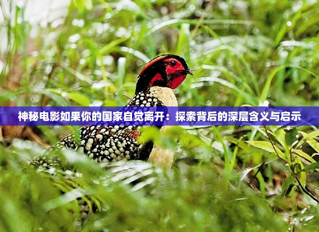 神秘电影如果你的国家自觉离开：探索背后的深层含义与启示