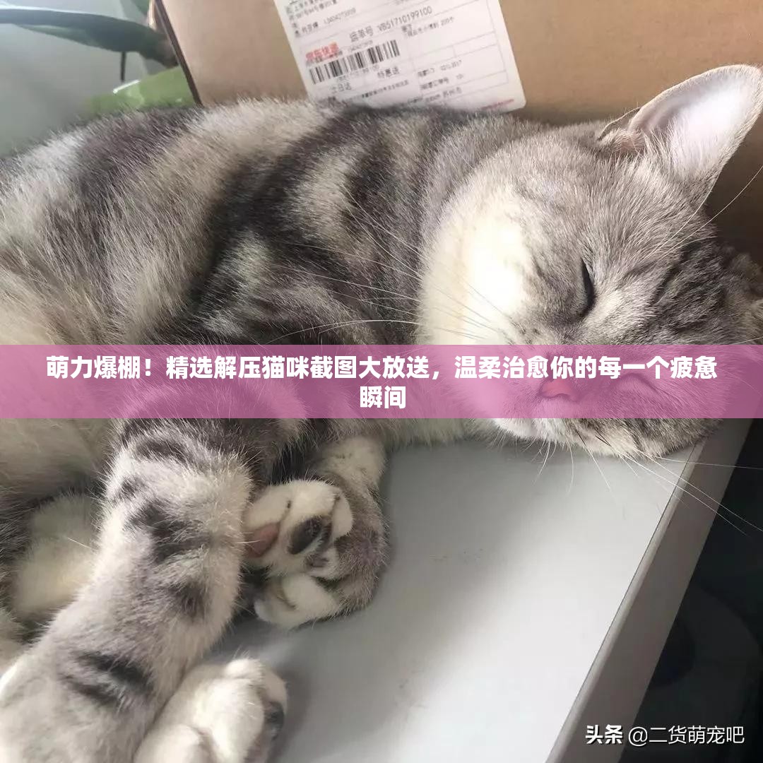 萌力爆棚！精选解压猫咪截图大放送，温柔治愈你的每一个疲惫瞬间
