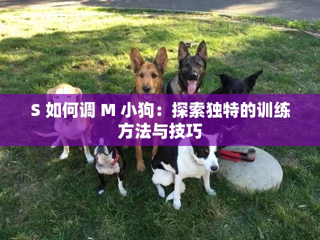 S 如何调 M 小狗：探索独特的训练方法与技巧