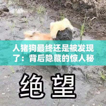 人猪狗最终还是被发现了：背后隐藏的惊人秘密