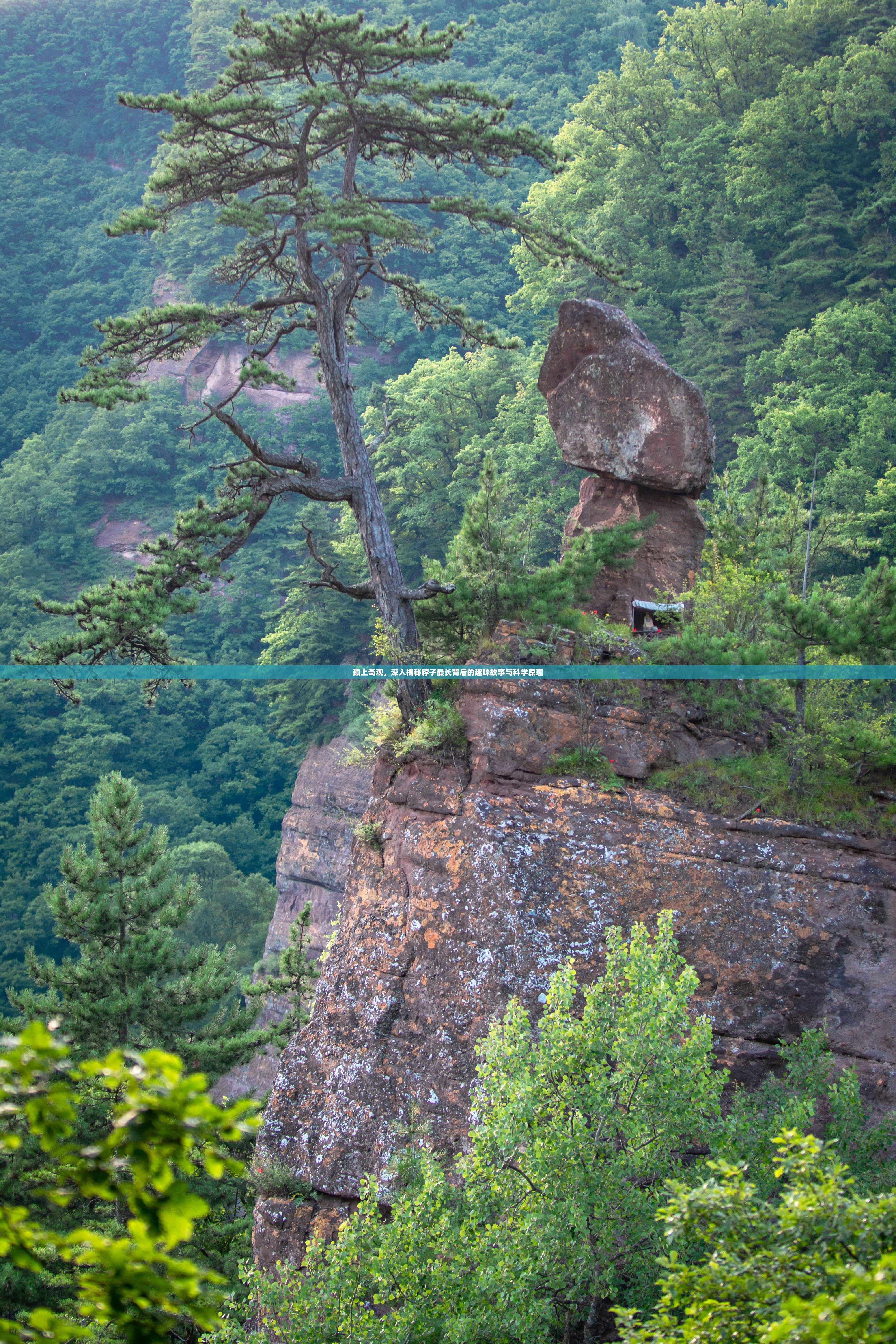 颈上奇观，深入揭秘脖子最长背后的趣味故事与科学原理