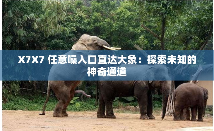 X7X7 任意噪入口直达大象：探索未知的神奇通道