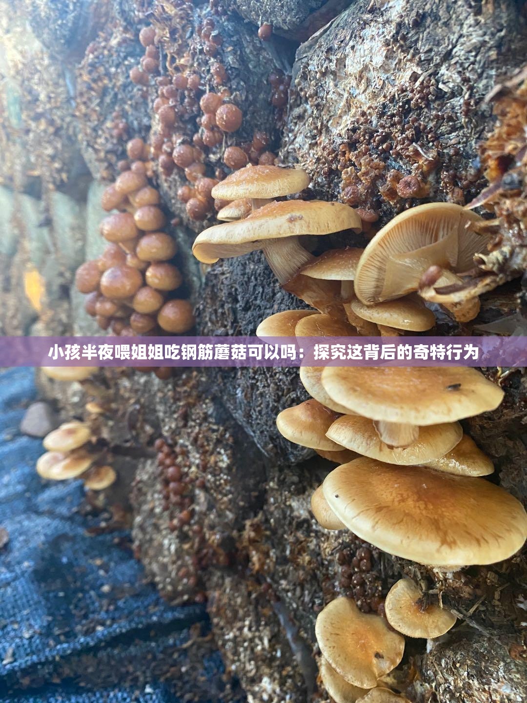 小孩半夜喂姐姐吃钢筋蘑菇可以吗：探究这背后的奇特行为