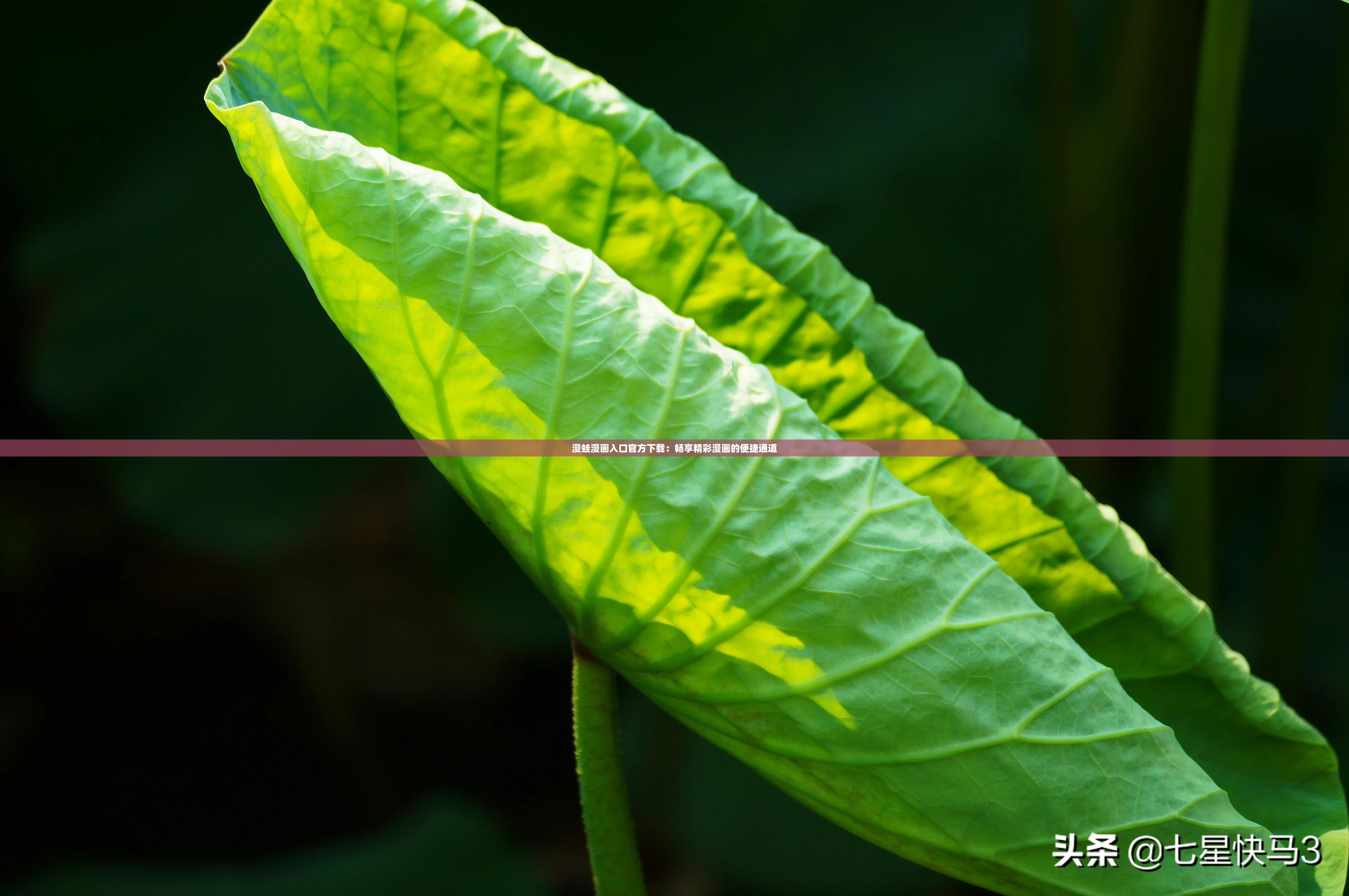 漫蛙漫画入口官方下载：畅享精彩漫画的便捷通道