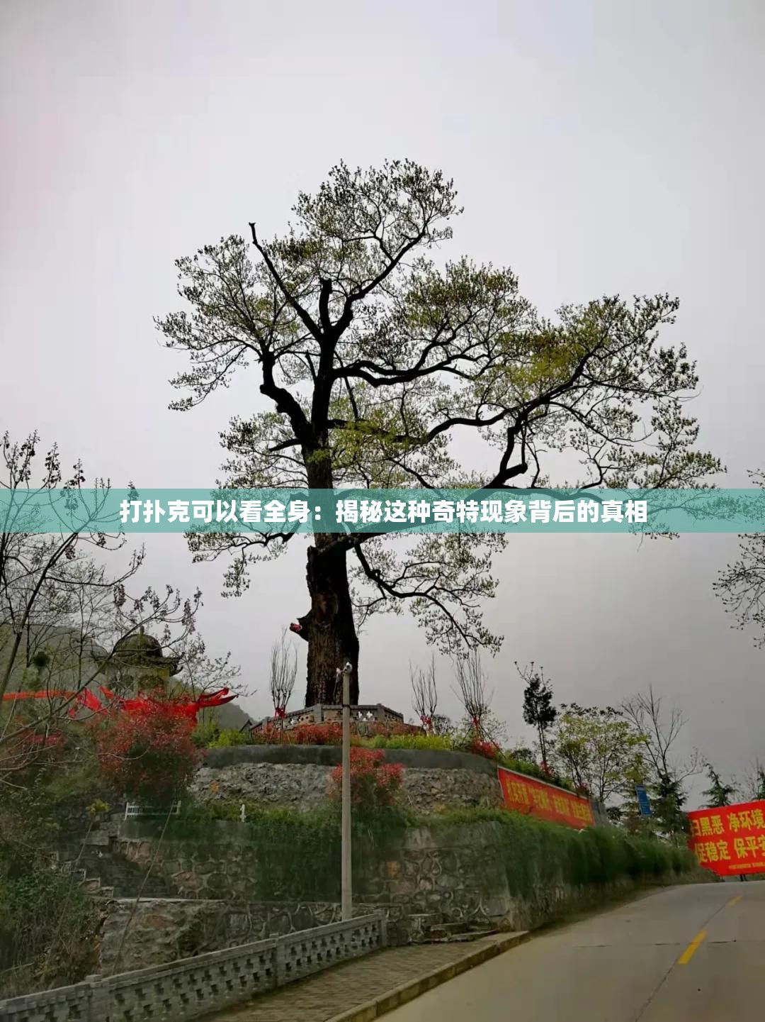 打扑克可以看全身：揭秘这种奇特现象背后的真相