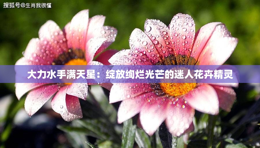 大力水手满天星：绽放绚烂光芒的迷人花卉精灵