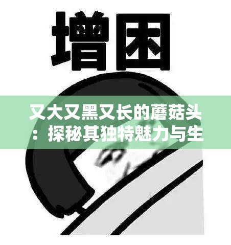 又大又黑又长的蘑菇头：探秘其独特魅力与生长之谜