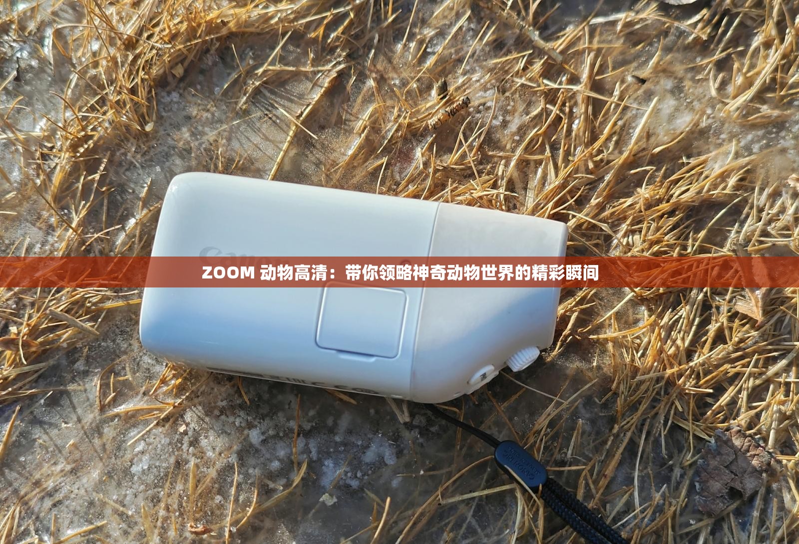 ZOOM 动物高清：带你领略神奇动物世界的精彩瞬间