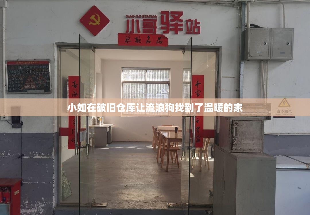小如在破旧仓库让流浪狗找到了温暖的家