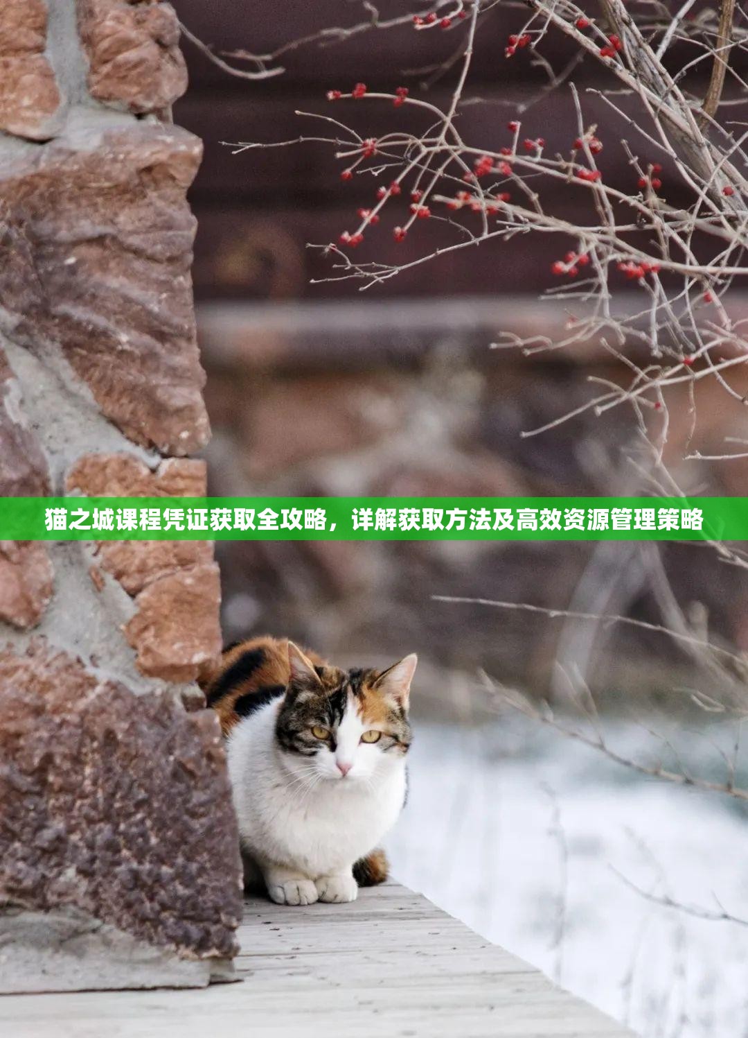 猫之城课程凭证获取全攻略，详解获取方法及高效资源管理策略