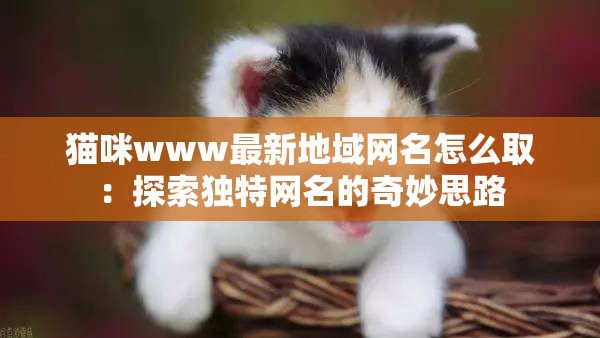 猫咪www最新地域网名怎么取：探索独特网名的奇妙思路