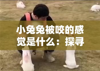小兔兔被咬的感觉是什么：探寻其背后的生理与心理反应