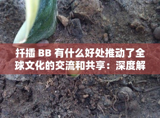 扦插 BB 有什么好处推动了全球文化的交流和共享：深度解析其重要意义和价值