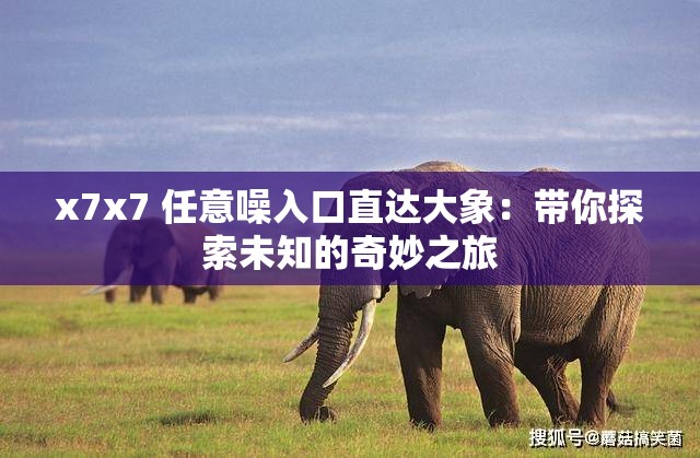 x7x7 任意噪入口直达大象：带你探索未知的奇妙之旅