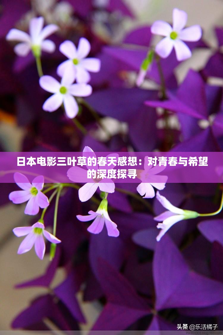 日本电影三叶草的春天感想：对青春与希望的深度探寻