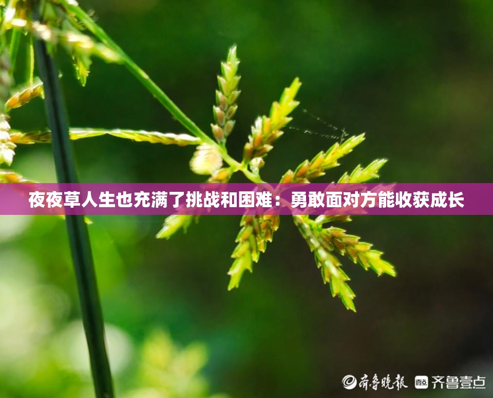 夜夜草人生也充满了挑战和困难：勇敢面对方能收获成长