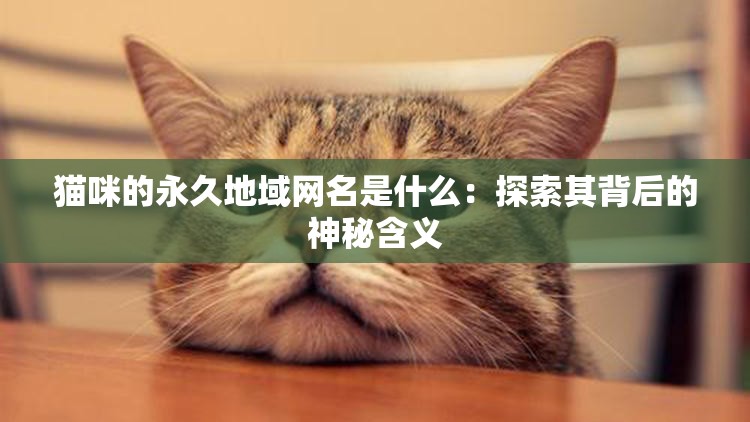 猫咪的永久地域网名是什么：探索其背后的神秘含义