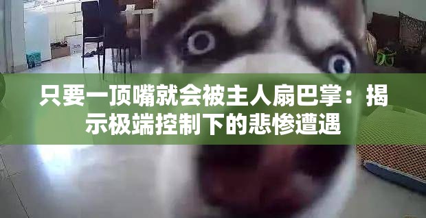 只要一顶嘴就会被主人扇巴掌：揭示极端控制下的悲惨遭遇