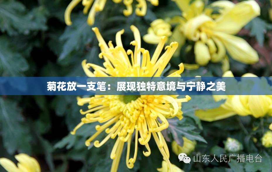 菊花放一支笔：展现独特意境与宁静之美