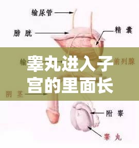 睾丸进入子宫的里面长肉粒正常吗：专业医生解析