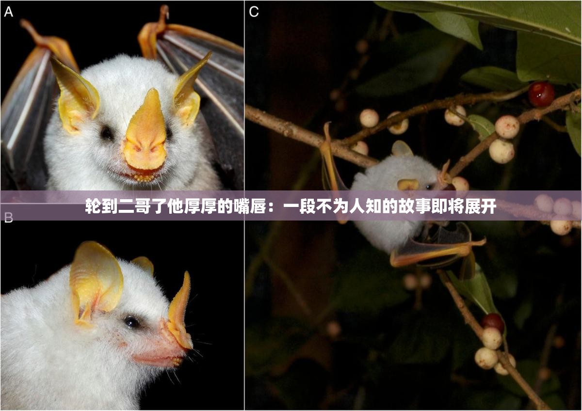 轮到二哥了他厚厚的嘴唇：一段不为人知的故事即将展开