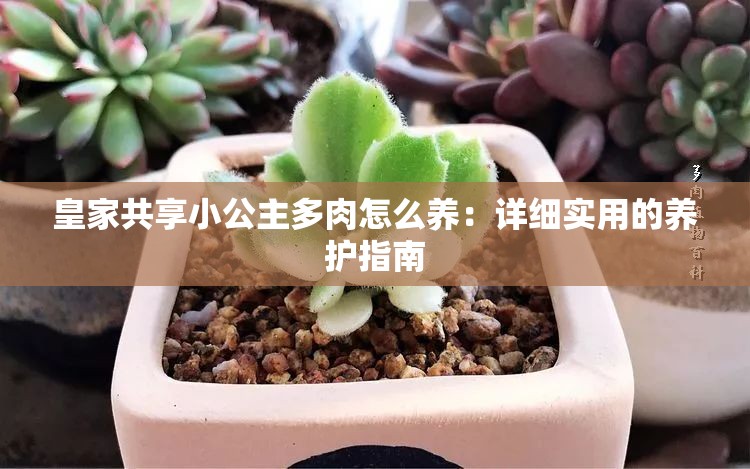 皇家共享小公主多肉怎么养：详细实用的养护指南