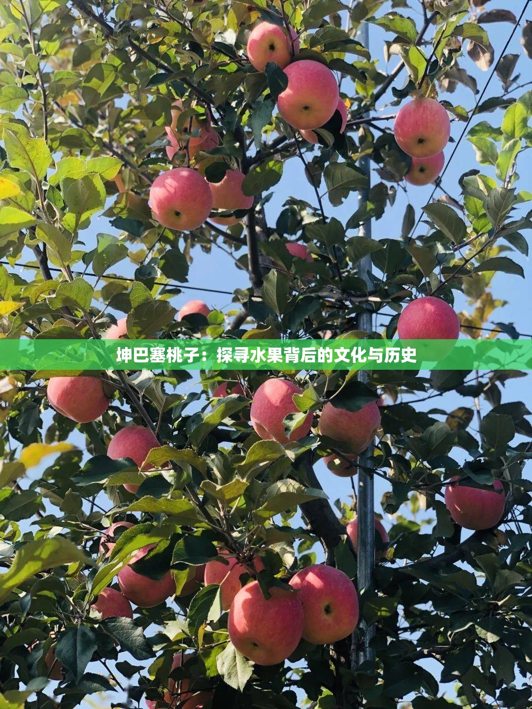 坤巴塞桃子：探寻水果背后的文化与历史