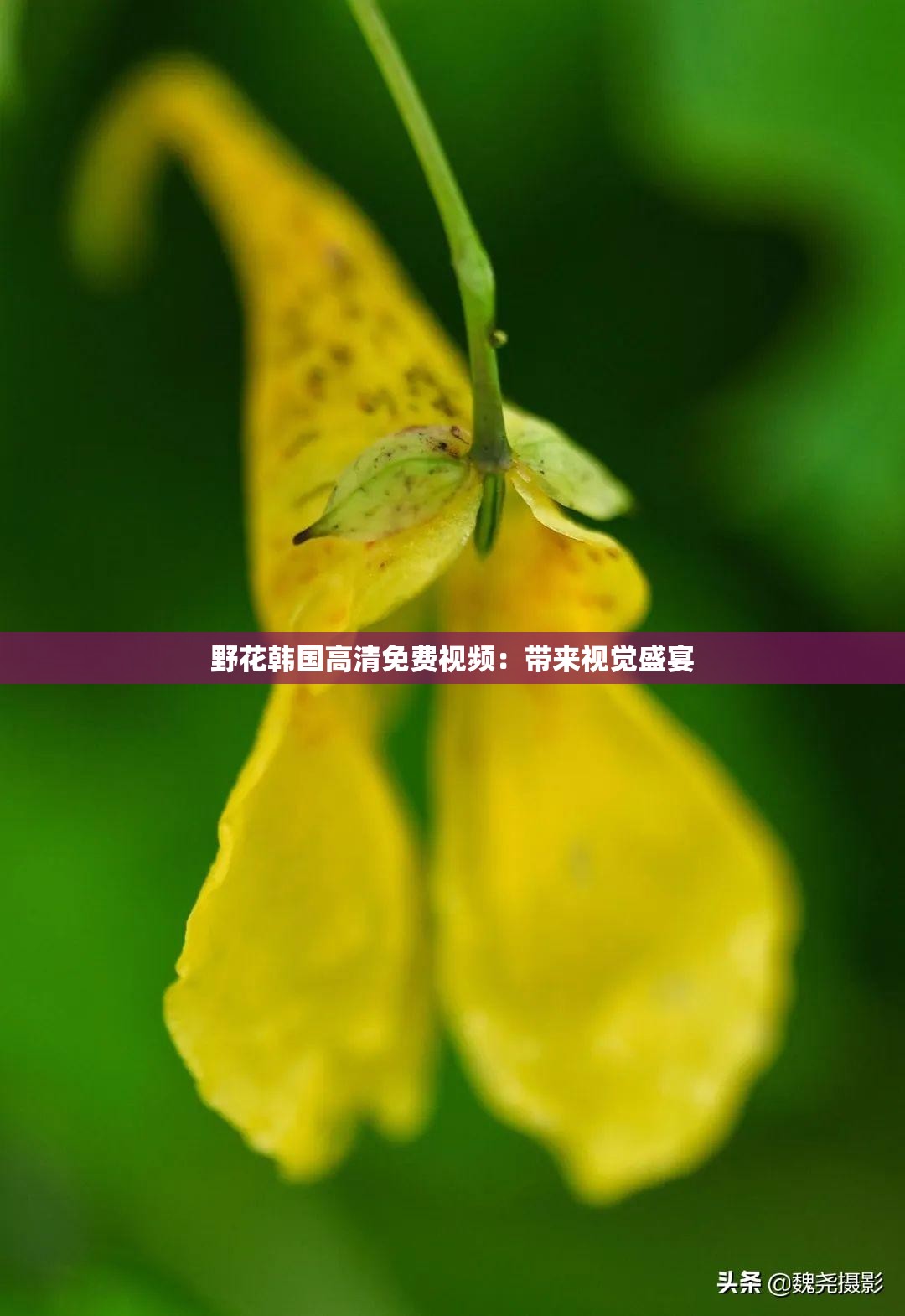 野花韩国高清免费视频：带来视觉盛宴
