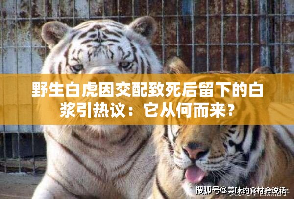野生白虎因交配致死后留下的白浆引热议：它从何而来？