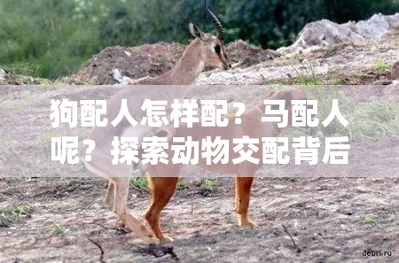 狗配人怎样配？马配人呢？探索动物交配背后的奥秘